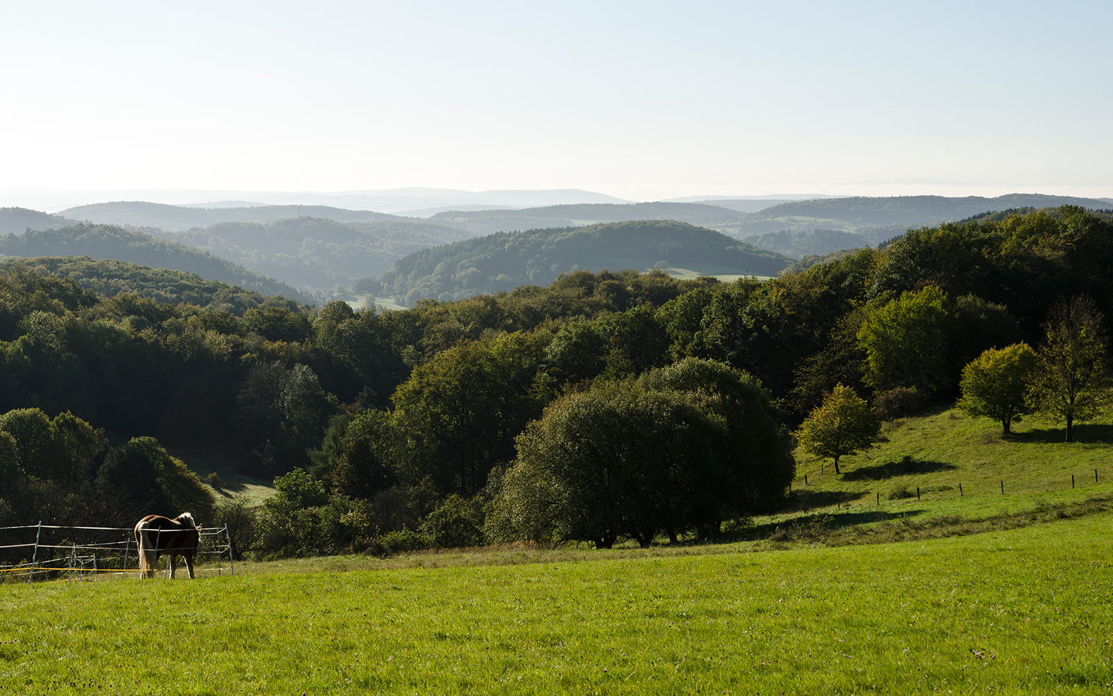 Stadtverordneten 